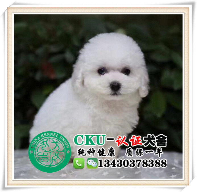 比熊犬 广州大型犬舍